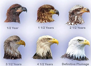 graphic showing the way a bald eagles feathers change as it ages from 1/2 year old to 4 1/2 years old. graphic showing the way a bald eagles feathers change as it ages from 1/2 year old to 4 1/2 years old.